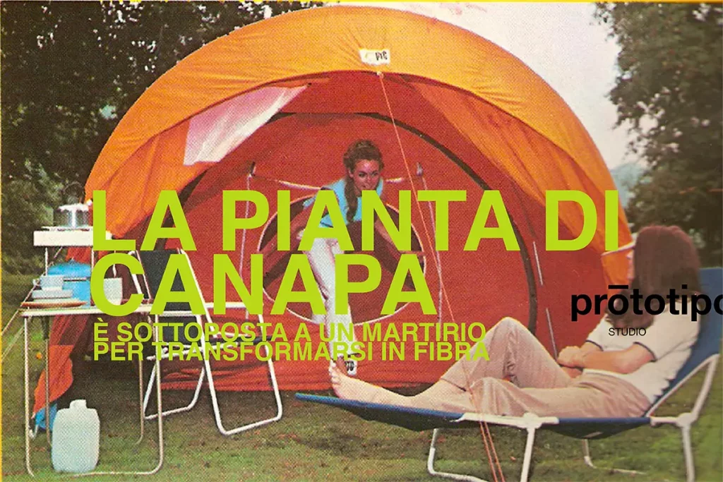 La pianta di canapa