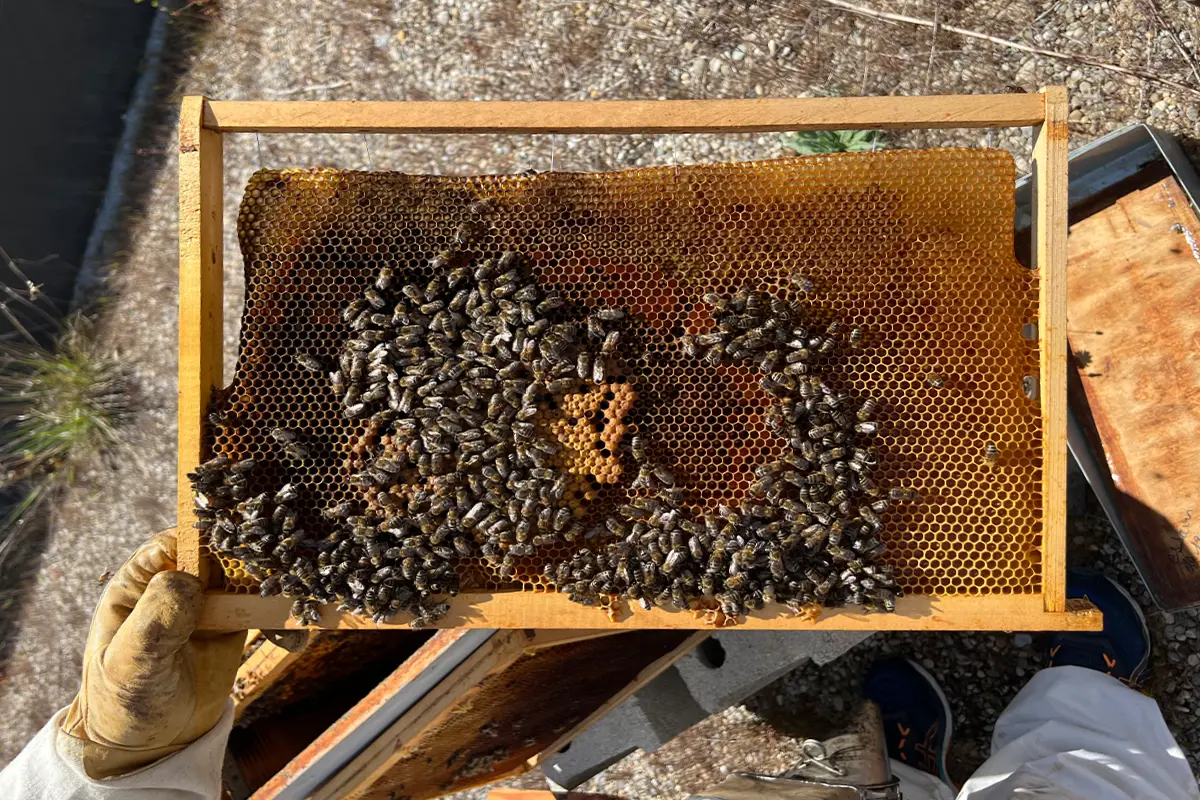 arnia con le api