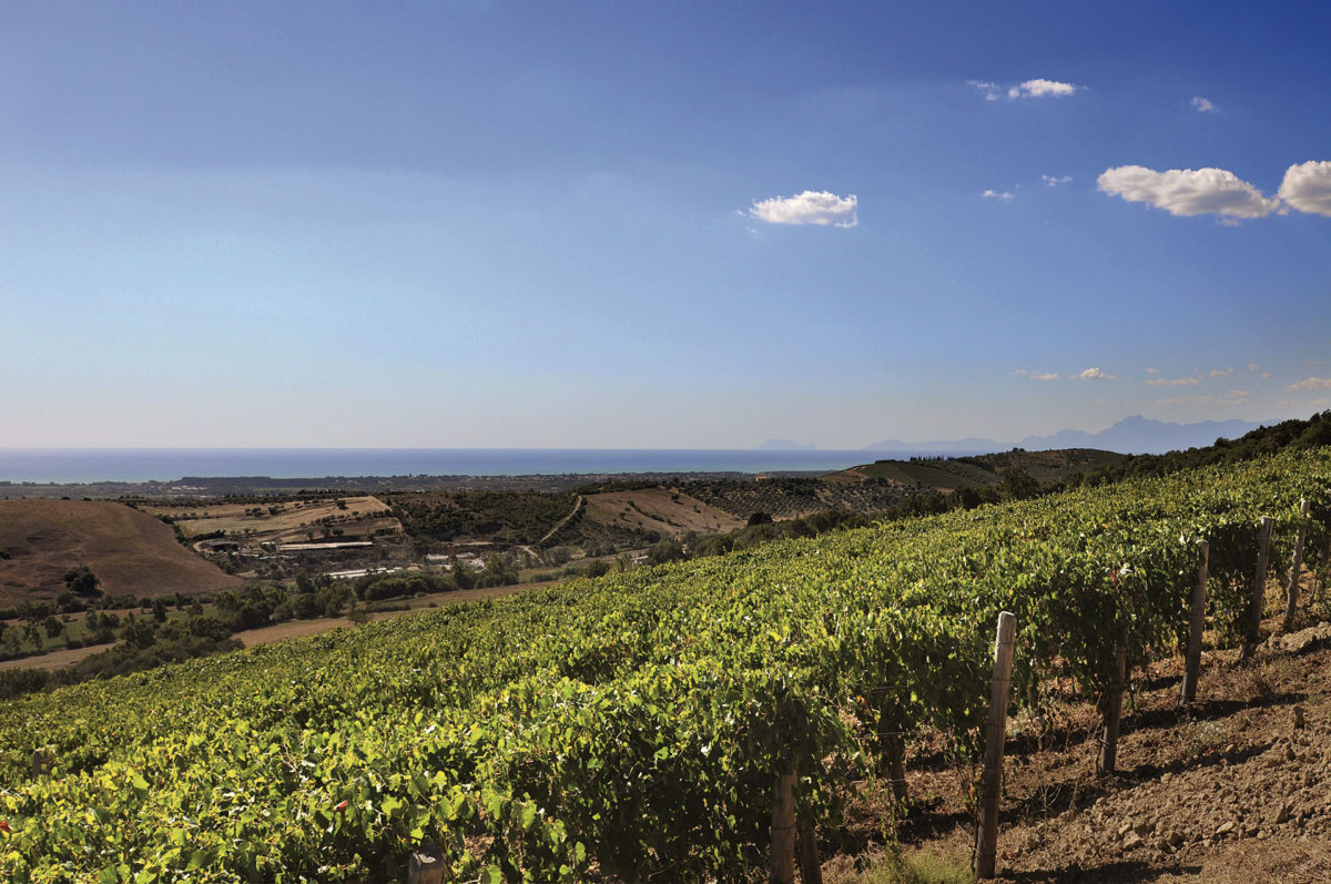 Le vigne assicurano il necessario sbalzo termico per migliorare le proprietà organolettiche dei vini San Salvatore Lampoon