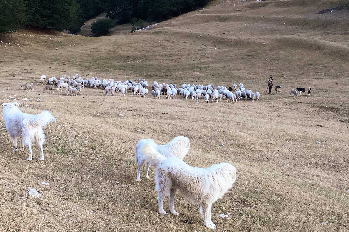 Allevamento di pecore in Umbria Lampoon
