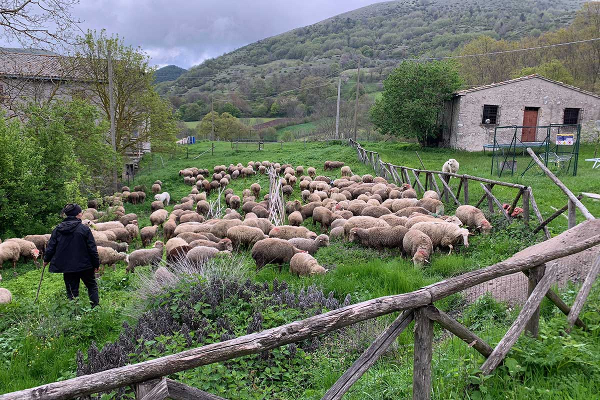 Appendi abiti a forma di pecora - Tessil Casa Canazei