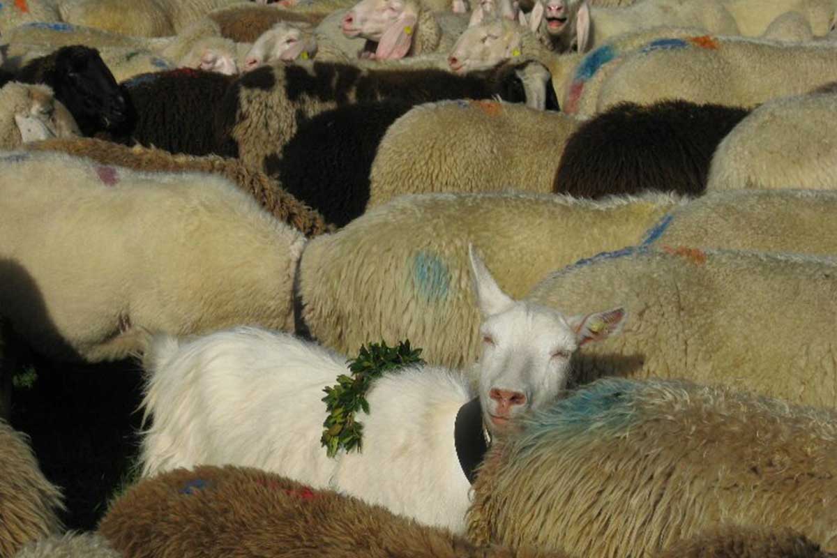 Settimana dell’agnello in Val d’ultimo, Ph MS, copyright Peer
