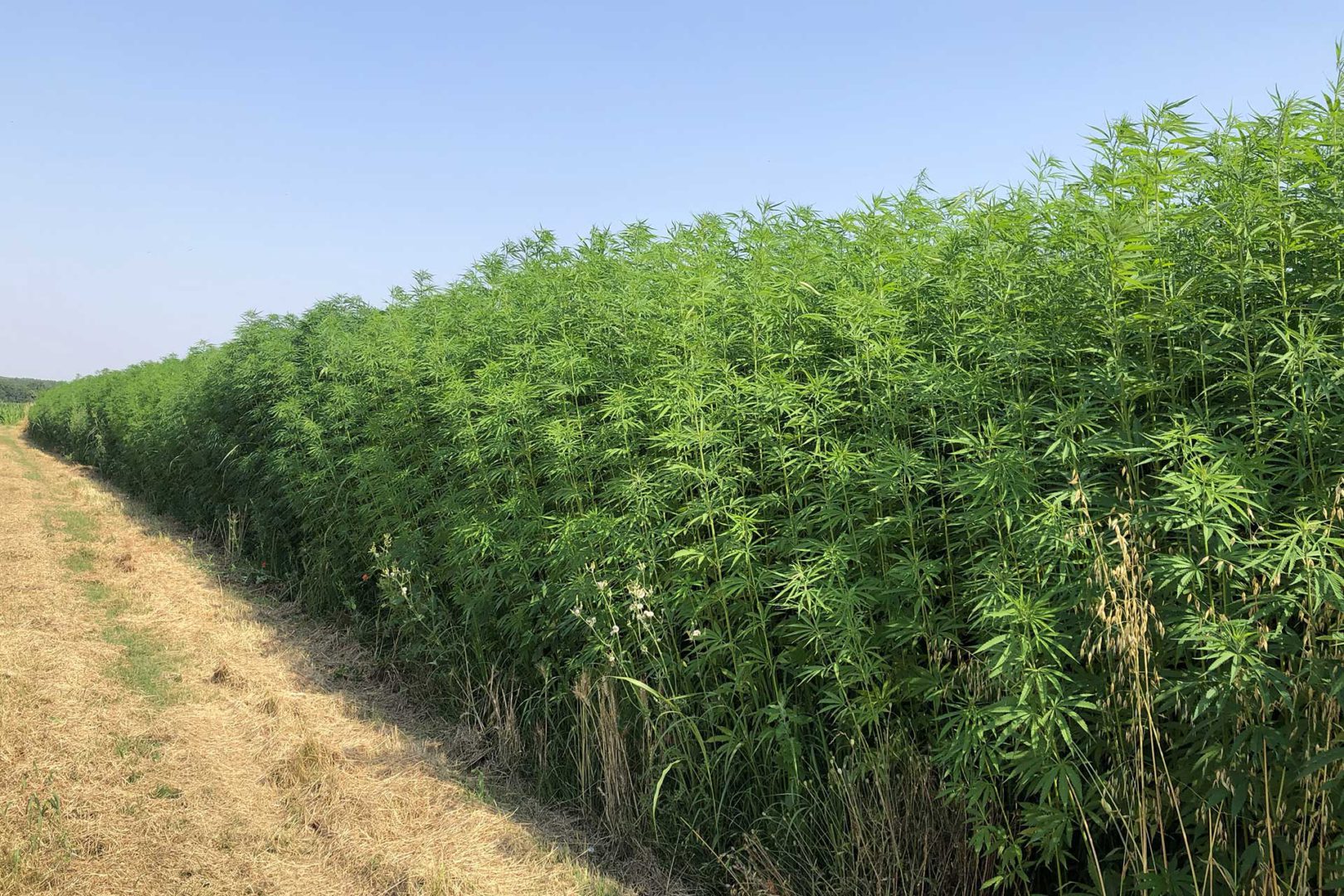 Cannabis campi si concentrano nella zona di Monselice