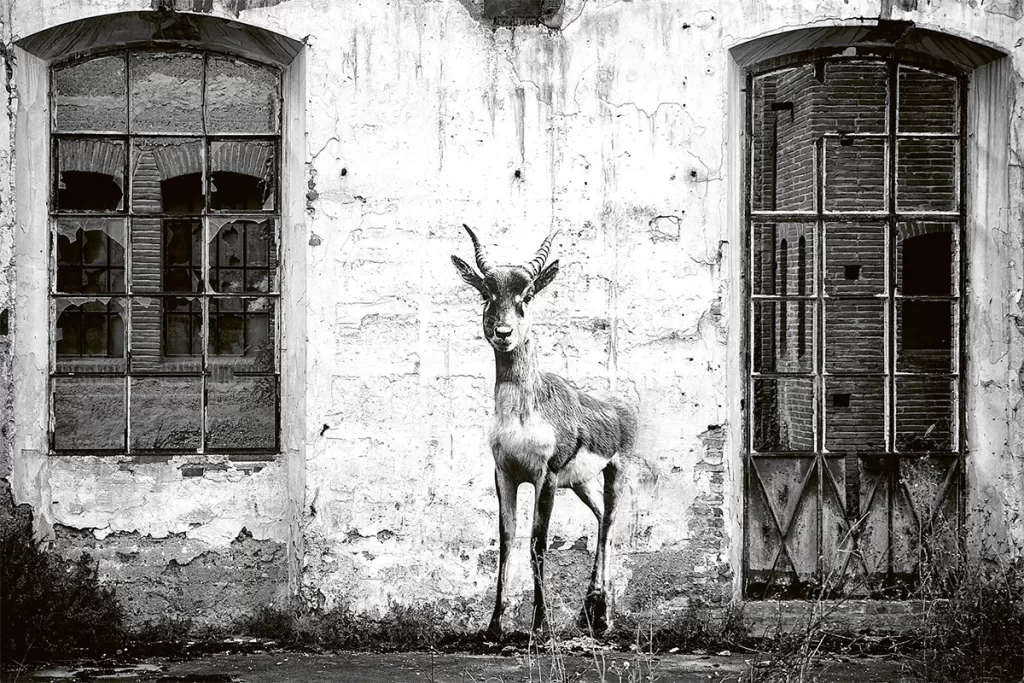 Sonac-Antilope-à-lUsine-Brusson-2018