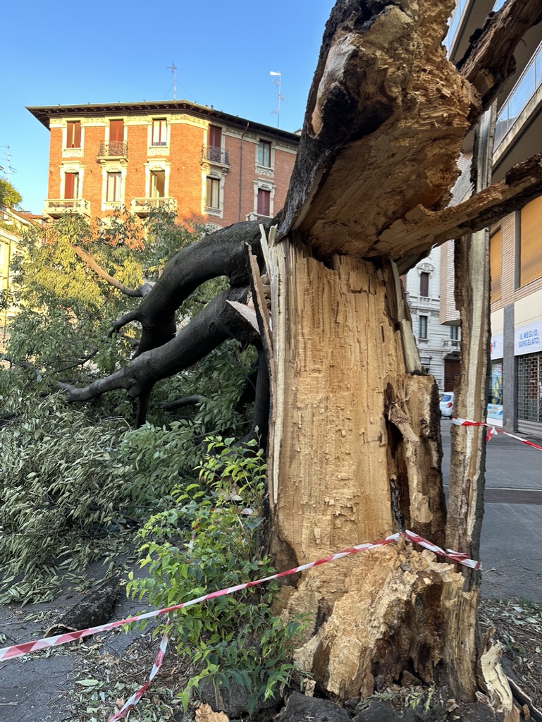 alberi caduti dopo la tempesta a Milano
