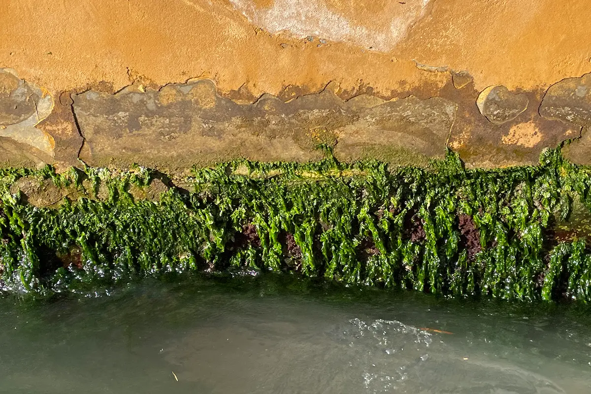Alghe lungo i canali nella Laguna di Venezia