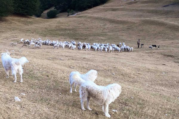 Allevamento di pecore in Umbria