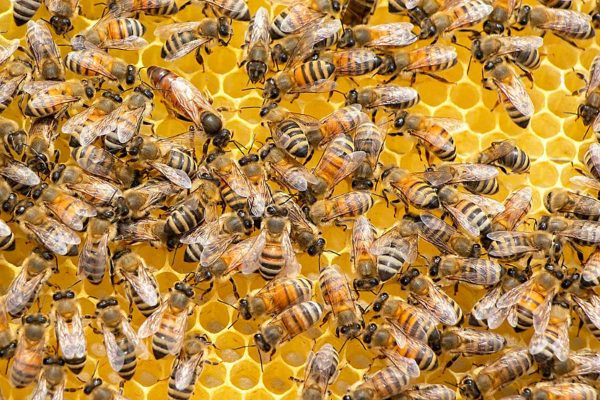 3:8 Diversi studi in campo agricolo hanno rivelato che le api usano plastiche sottili per costruire i loro nidi