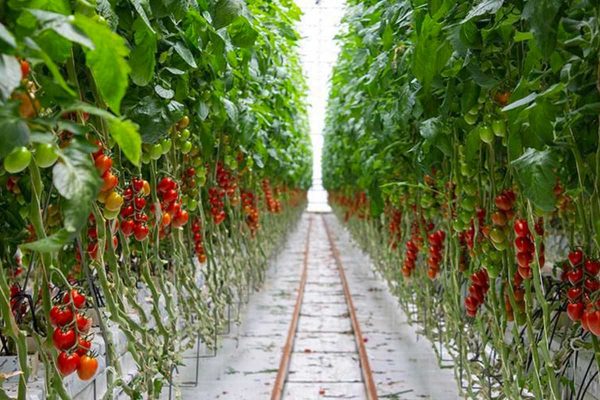 La coltivazione idroponica di pomodori